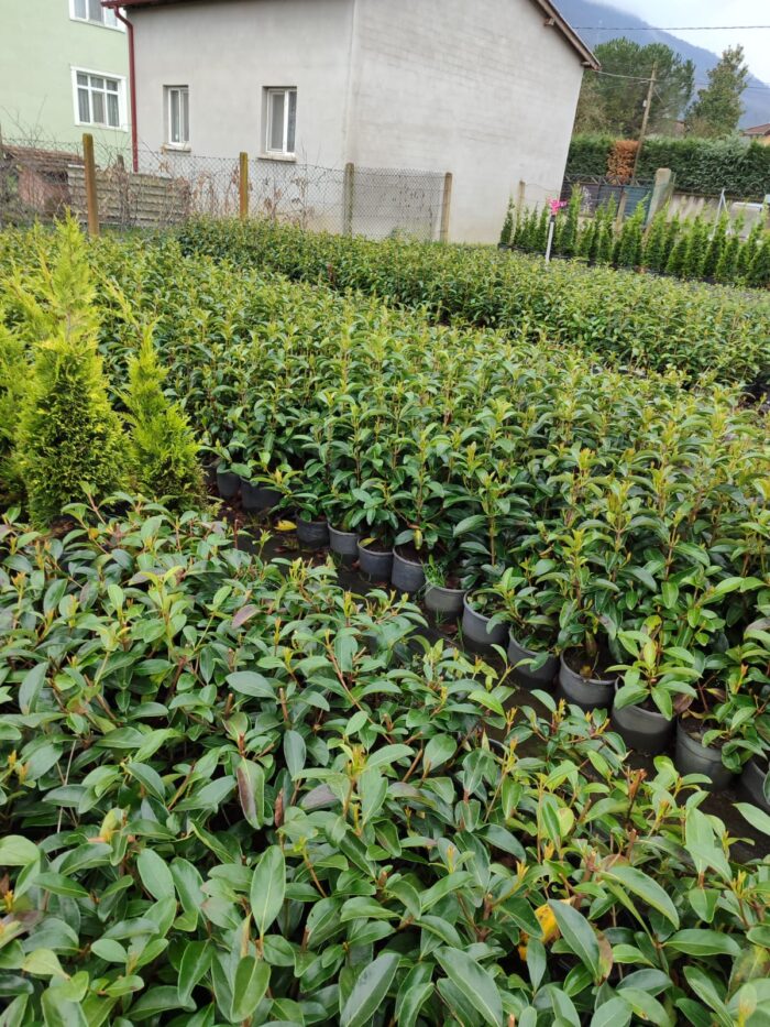 Kartopu, Viburnum Lucidum, 30-40 cm 3 Litre - Görsel 8