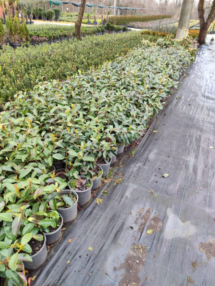 Kartopu, Viburnum Lucidum, 30-40 cm 3 Litre - Görsel 9