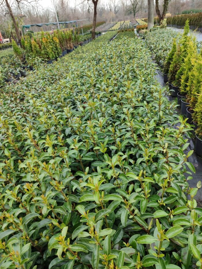 Kartopu, Viburnum Lucidum, 30-40 cm 3 Litre - Görsel 3