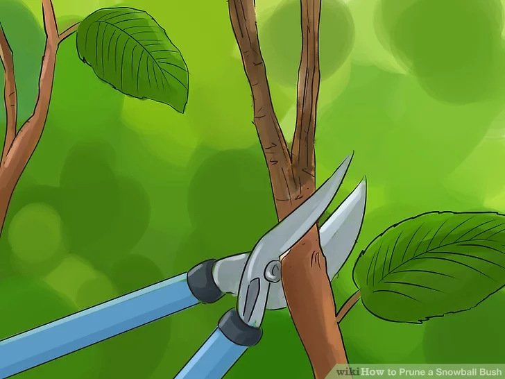 Kartopu Nasıl Budanır?