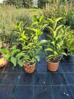 Kartopu, Viburnum Lucidum, 40-60 cm 3 Litre