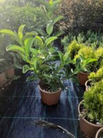 Kartopu, Viburnum Lucidum, 40-60 cm 3 Litre - Görsel 2