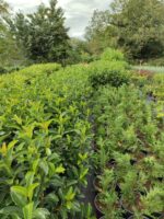 Kartopu, Viburnum Luidum, 80-100cm, 5 Litre - Görsel 3