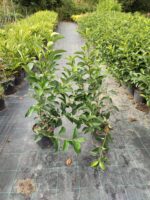 Kartopu, Viburnum Luidum, 80-100cm, 5 Litre - Görsel 2