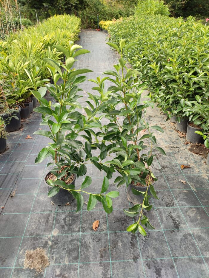 Kartopu, Viburnum Luidum, 80-100cm, 5 Litre - Görsel 2