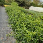 Kartopu, Viburnum Luidum, 80-100cm, 5 Litre