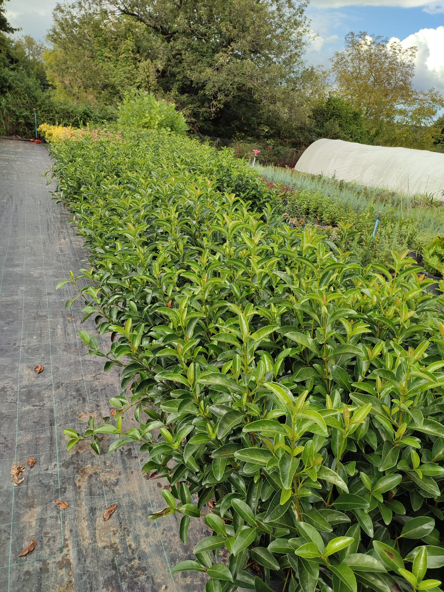 kartopu-lucidum-60-80cm-8litre-3 Kartopu, Viburnum Luidum, 80-100cm, 5 Litre - Görsel 1