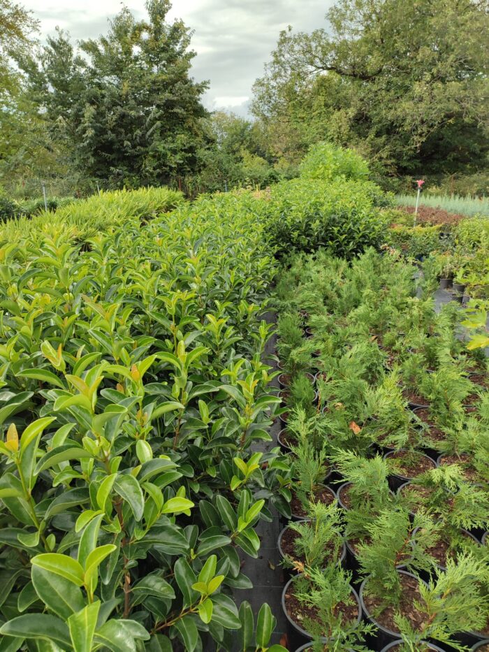 Kartopu, Viburnum Luidum, 80-100cm, 5 Litre - Görsel 3
