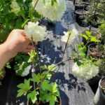 Kartopu Viburnum Opulus 40-60cm 3 Litre Saksı