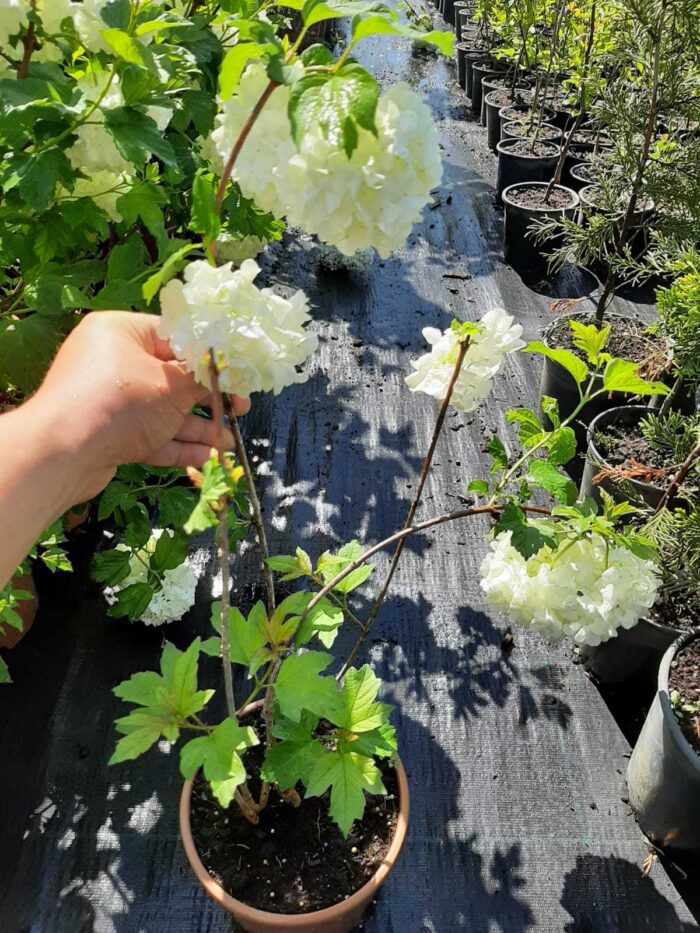 Kartopu Viburnum Opulus 60-80 cm  10lt Saksı Çit bitkisi - Görsel 5