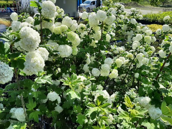 Kartopu Viburnum Opulus 60-80cm 3 Litre Saksı - Görsel 2
