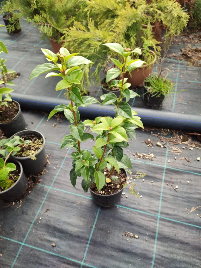 Kartopu, Viburnum Lucidum, 30-40 cm 3 Litre - Görsel 12