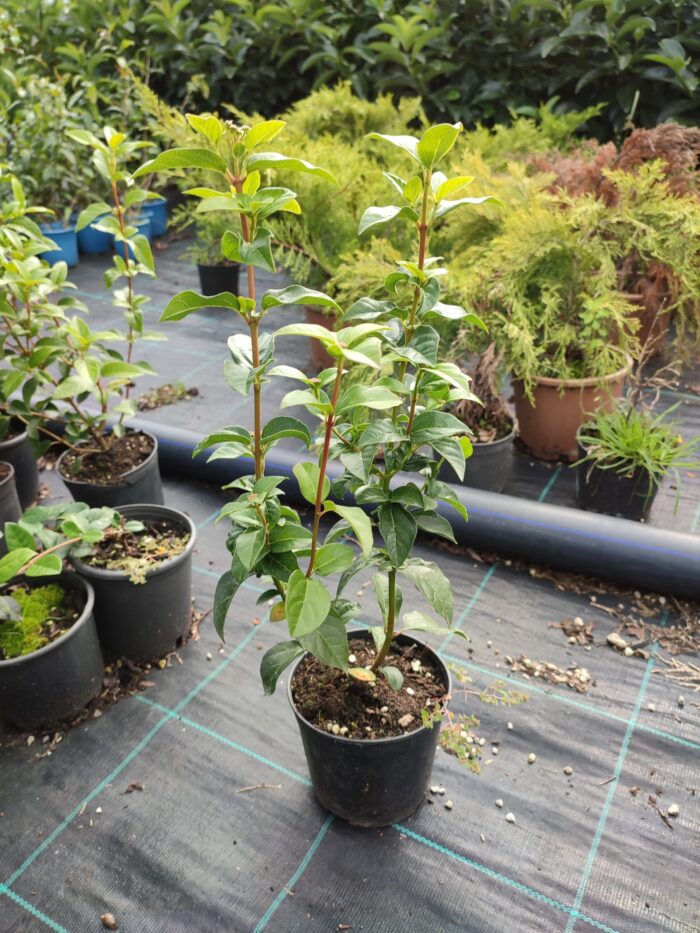 Kartopu, Viburnum Lucidum, 30-40 cm 3 Litre - Görsel 11