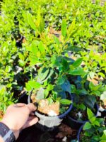 Viburnum Tinus, Kış Kartopu 40-60cm - Görsel 5