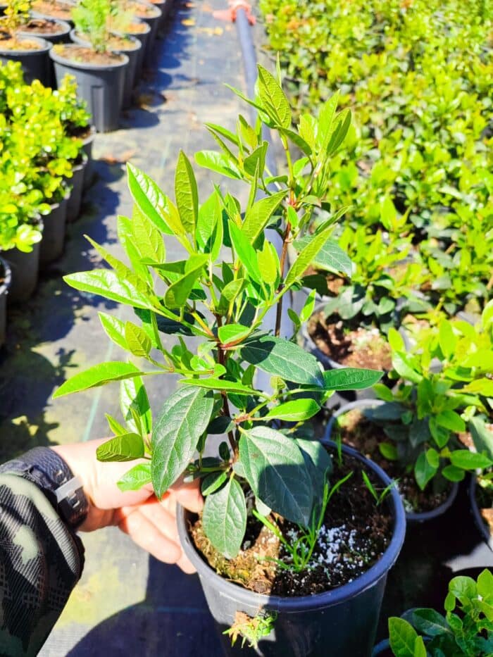 Viburnum Tinus, Kış Kartopu 40-60cm - Görsel 4