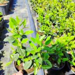 Viburnum Tinus, Kış Kartopu 40-60cm