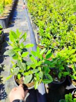 Viburnum Tinus, Kış Kartopu 40-60cm