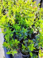 Viburnum Tinus, Kış Kartopu 40-60cm - Görsel 3