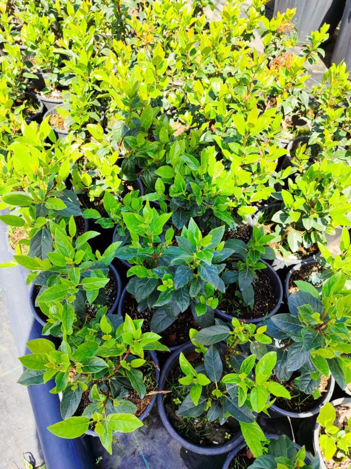 Viburnum Tinus, Kış Kartopu 40-60cm - Görsel 3