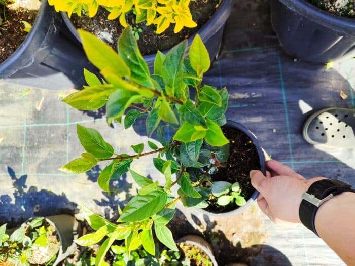 Viburnum Tinus, Kış Kartopu 40-60cm - Görsel 2