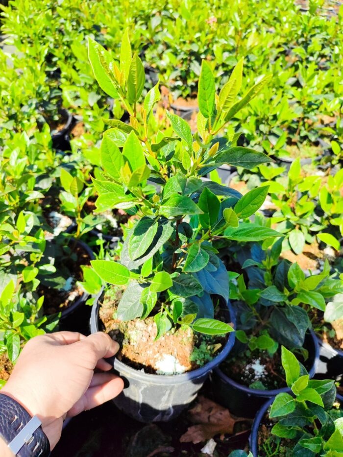 Viburnum Tinus, Kış Kartopu 40-60cm - Görsel 5