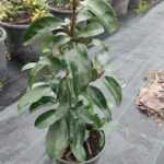 Kartopu, Viburnum Lucidum, 30-40 cm 3 Litre