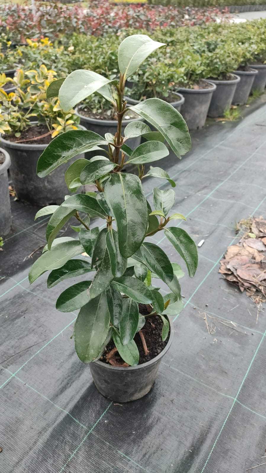 kartopu-viburnum-lucidum-40-50cm-2 Kartopu, Viburnum Lucidum, 30-40 cm 3 Litre - Görsel 1