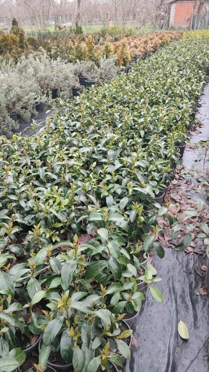 Kartopu, Viburnum Lucidum, 30-40 cm 3 Litre - Görsel 2