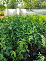 Kartopu,Viburnum Lucidum 100-125cm, 7 Litre - Görsel 4