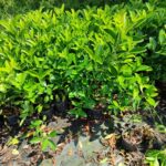 Kartopu,Viburnum Lucidum 100-125cm, 7 Litre