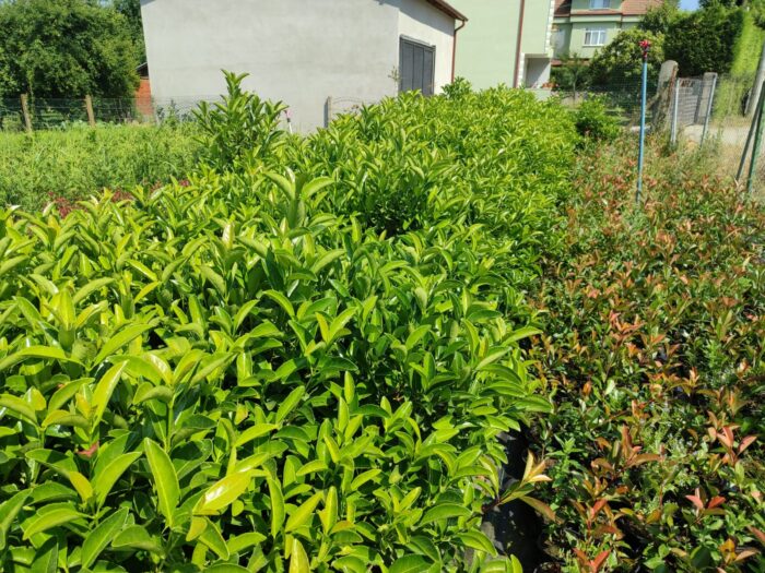 Kartopu,Viburnum Lucidum 100-125cm, 7 Litre - Görsel 3