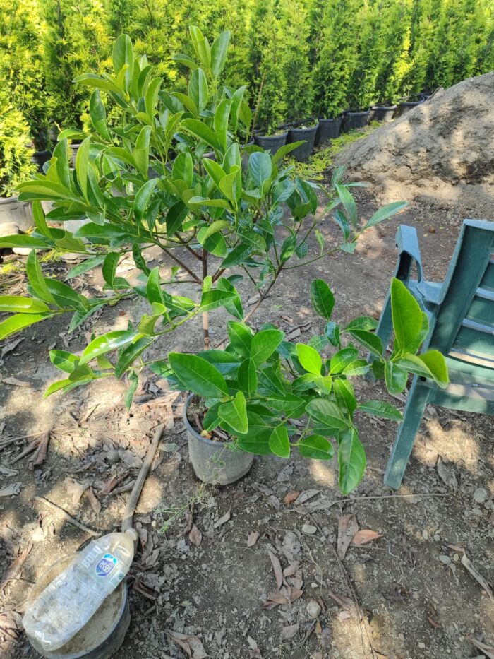Kartopu,Viburnum Lucidum 100-125cm, 7 Litre - Görsel 2