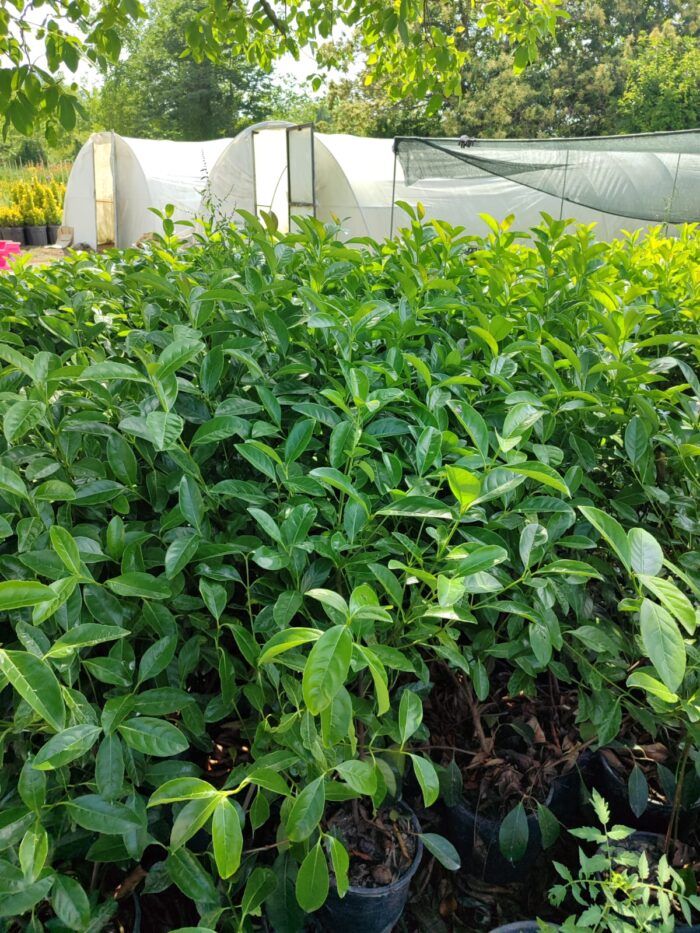 Kartopu,Viburnum Lucidum 100-125cm, 7 Litre - Görsel 4