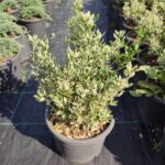 Kathy Taflan 20-30cm boy 5 litre