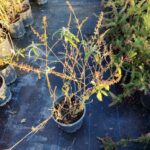 Kelebek Çalısı, Buddleja davidii 60-80cm 10 litre