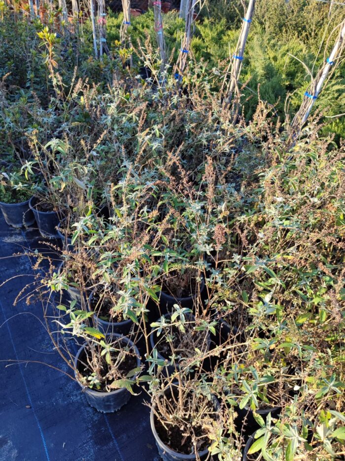 Kelebek Çalısı, Buddleja davidii 60-80cm 10 litre - Görsel 2