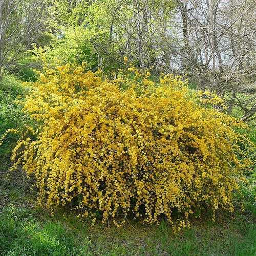 Gölgede Büyüyen Çiçekli Çalılıklar