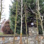 Kırmızı Amerikan Meşesi 20-25Q