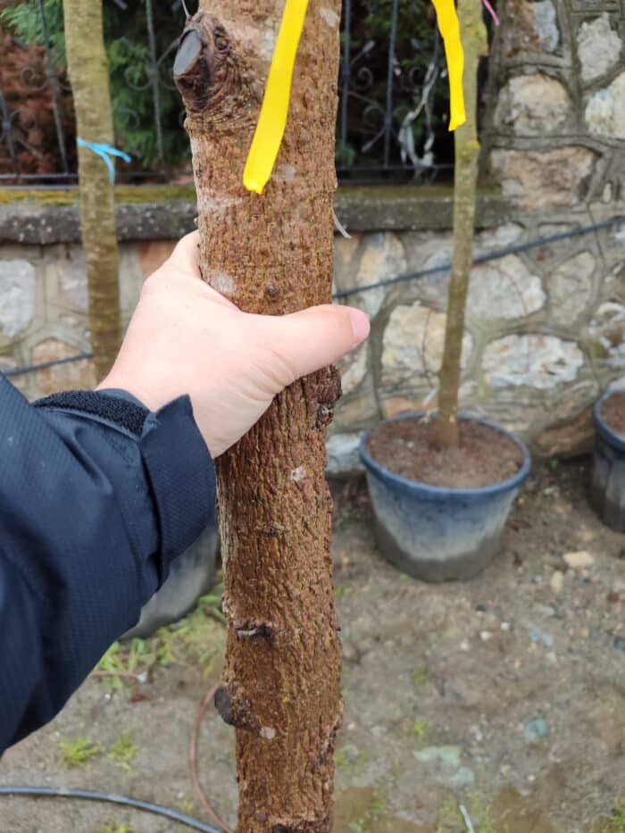 Kırmızı Amerikan Meşesi 20-25Q - Görsel 2