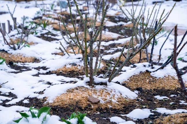 Bitkilerin Kış Bakımı