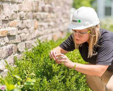 Kış Aylarında Bitkileri Zararlı Kış Böceklerinden Koruma