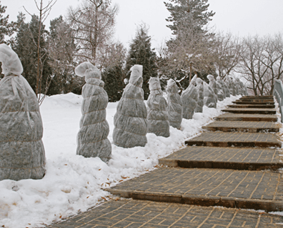 Yeni dikilen fidanları dondan nasıl korursunuz?