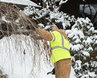 Fidanları Kışa Hazırlarken Yapılan En Büyük Hatalar