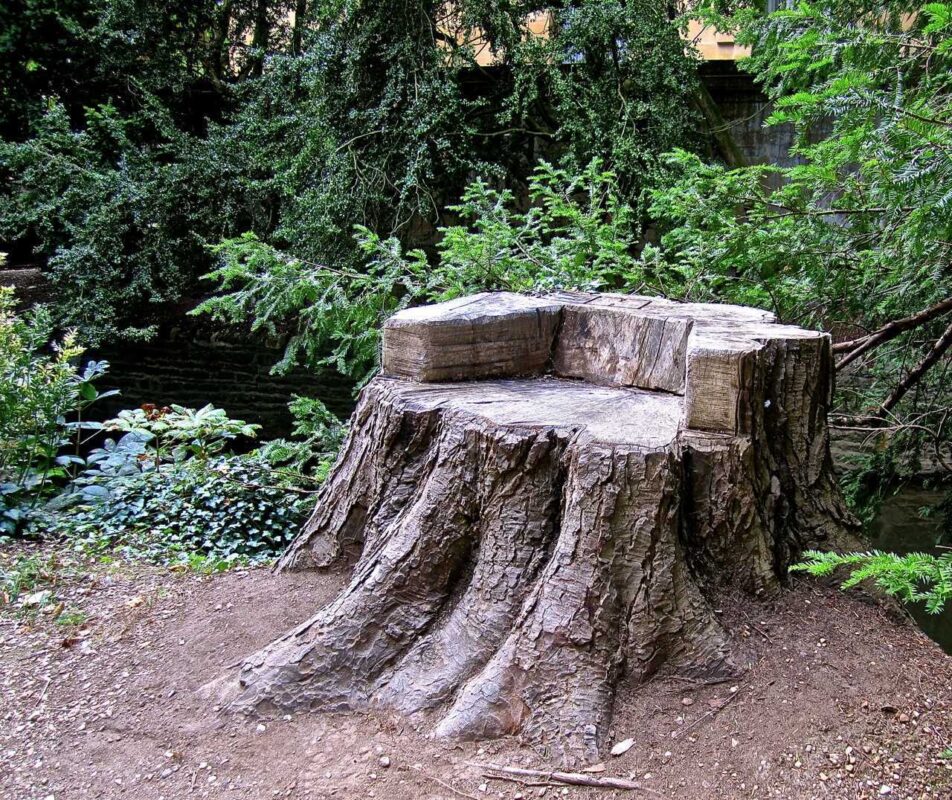 Bahçenizde güzel görünümlü ağaç kütükleri elde edin