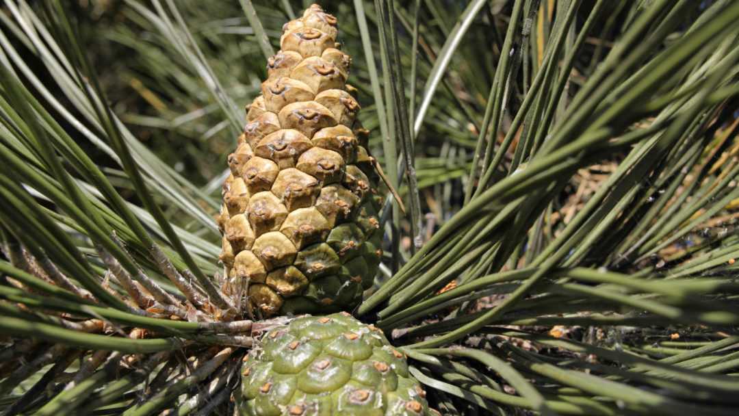 Tohumlardan Ladin Ağacı Yetiştiriciliği