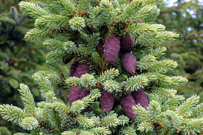 Ladin nedir? Ladin türleri nedir?