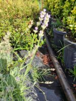 Lavanta 40-60cm - Görsel 3