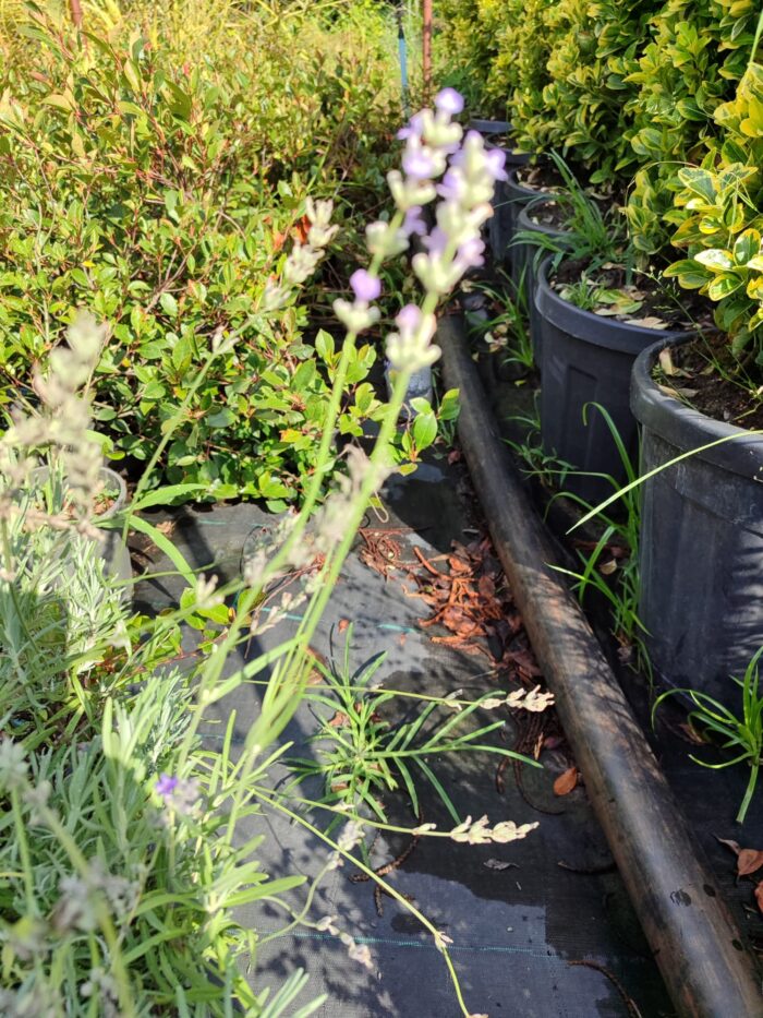 Lavanta 40-60cm - Görsel 3