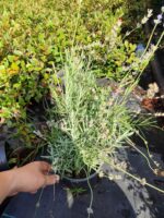 Lavanta 40-60cm - Görsel 2