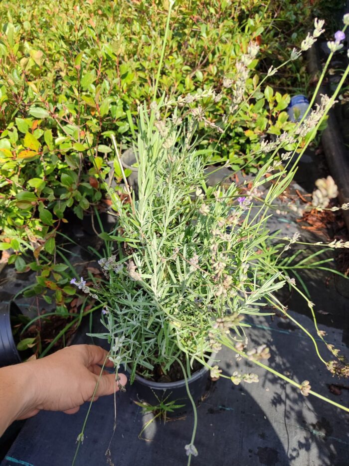 Lavanta 40-60cm - Görsel 2